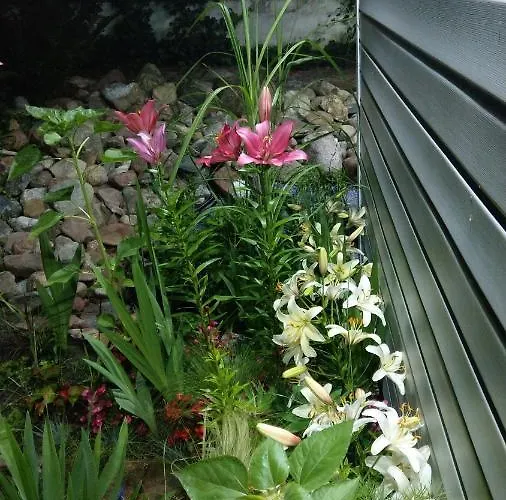 Kamien Baltyku Jaktstuga Debina (Ustka)